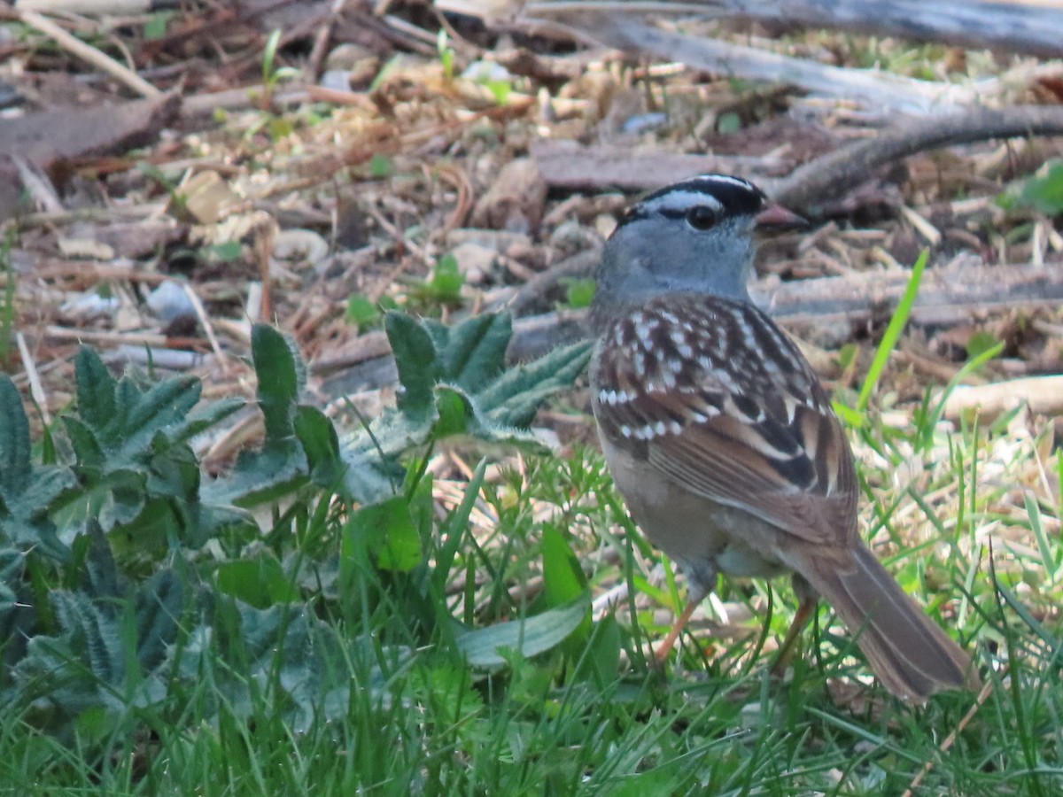 White-crowned Sparrow - ML571331141