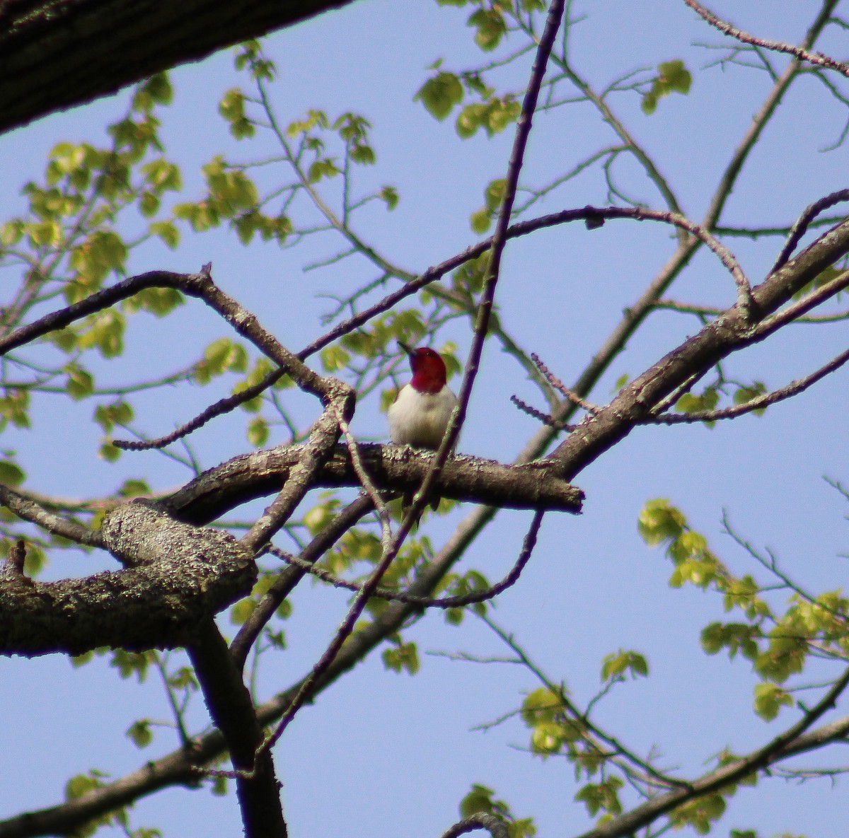 Red-headed Woodpecker - Jordan Bartlett