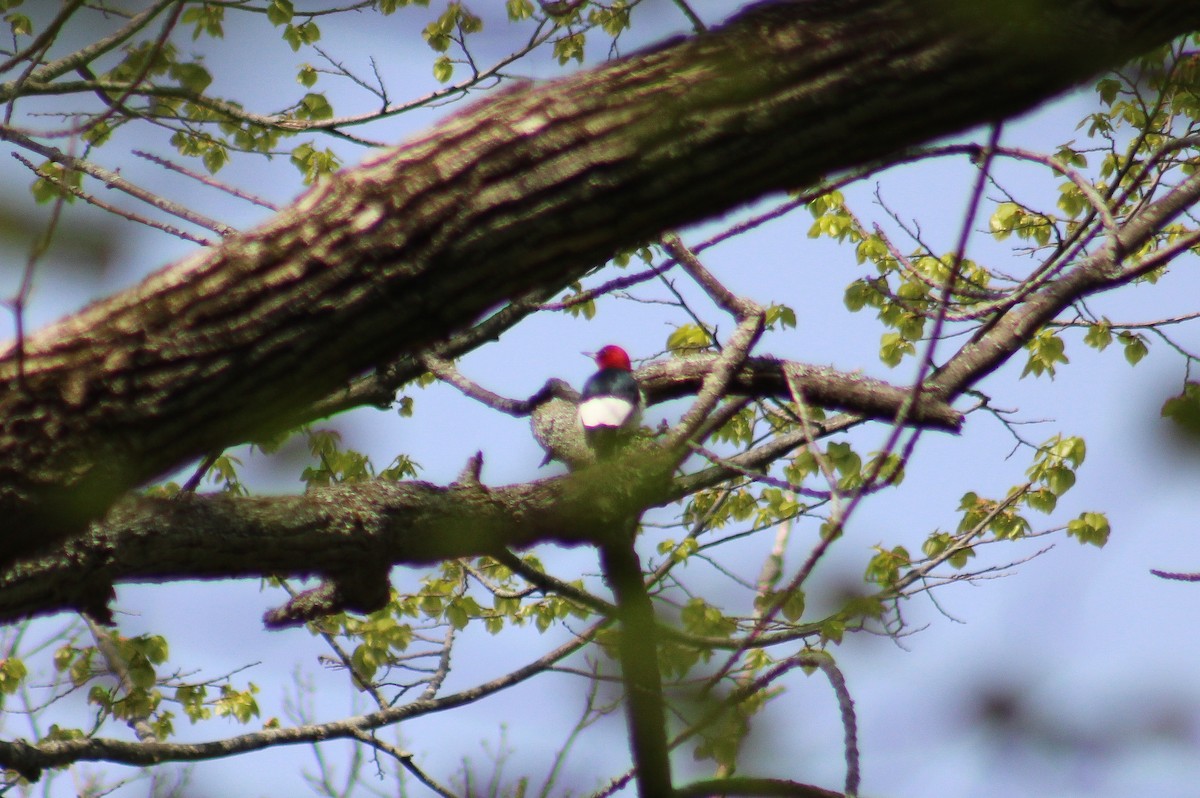 Red-headed Woodpecker - ML571331931