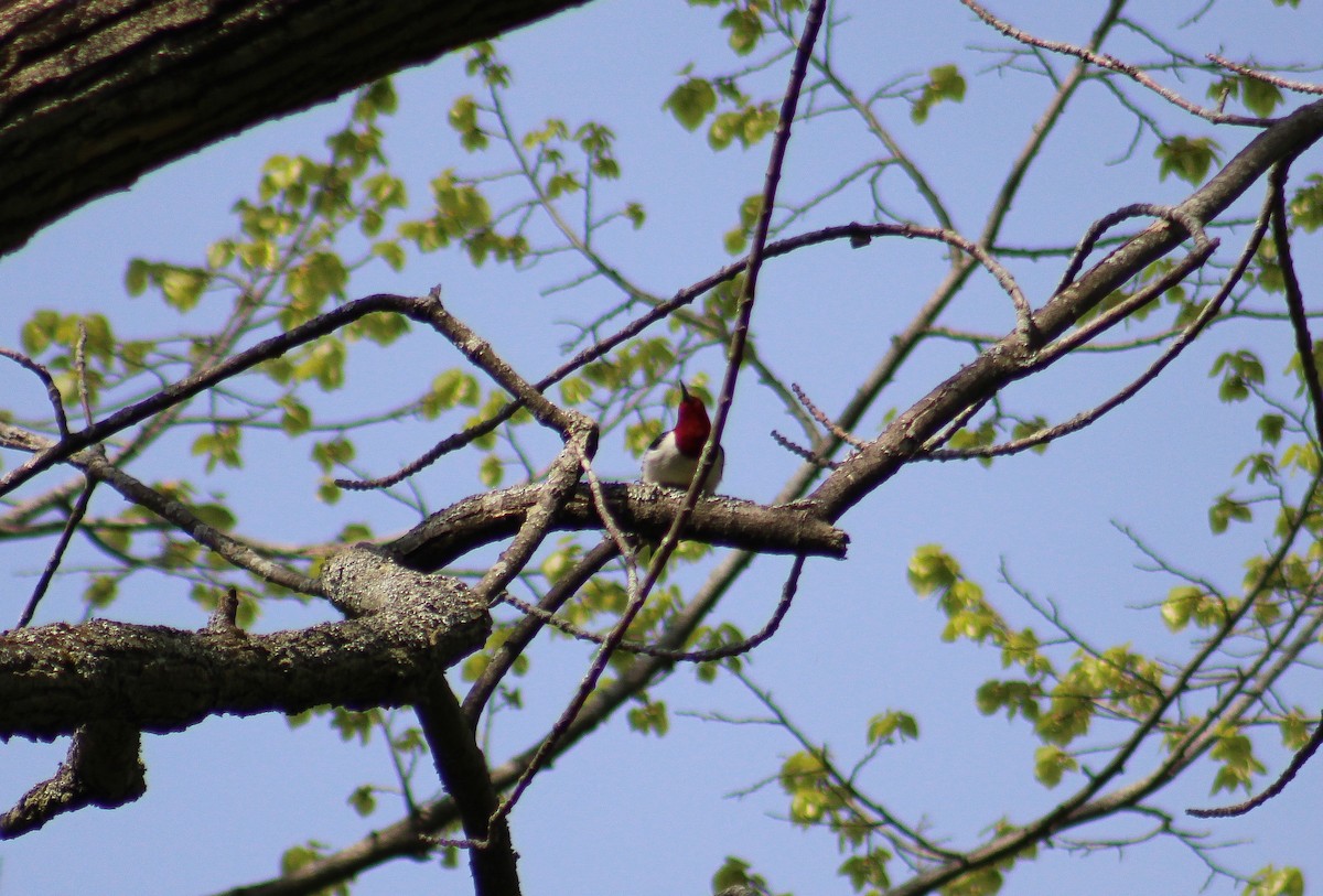Red-headed Woodpecker - ML571331951