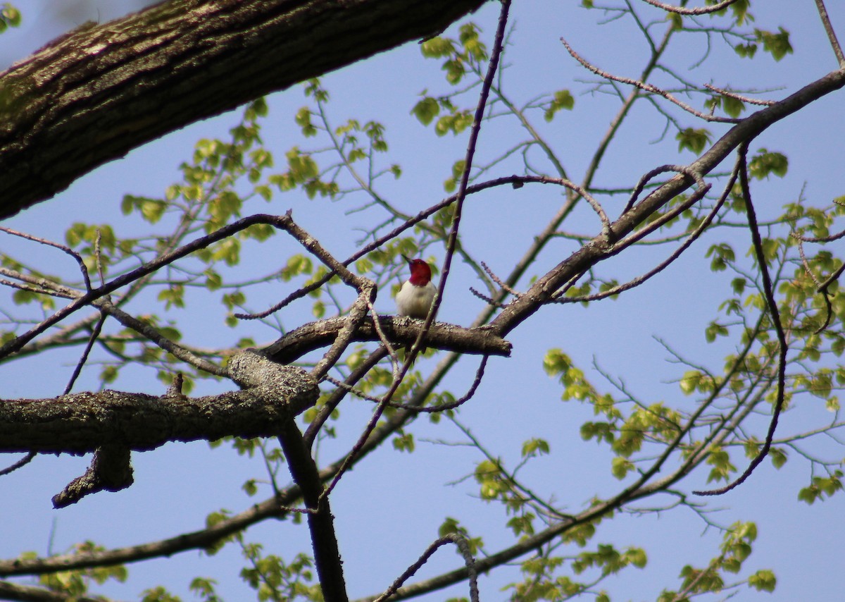 Red-headed Woodpecker - ML571331961