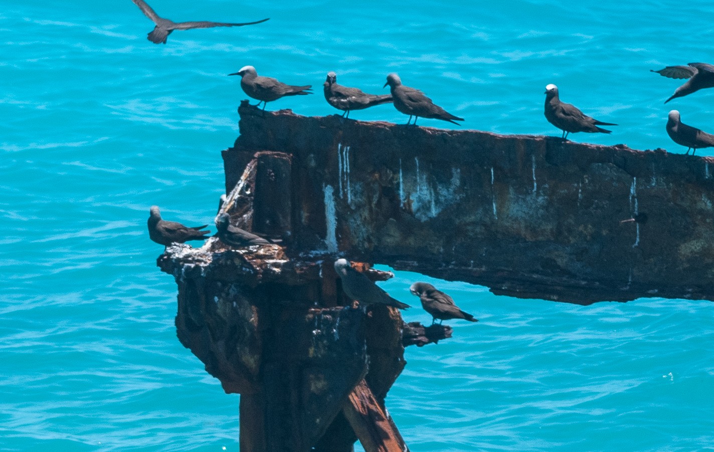 Black Noddy Bird