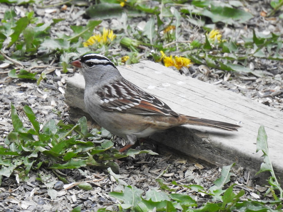 White-crowned Sparrow - Steve Mierzykowski