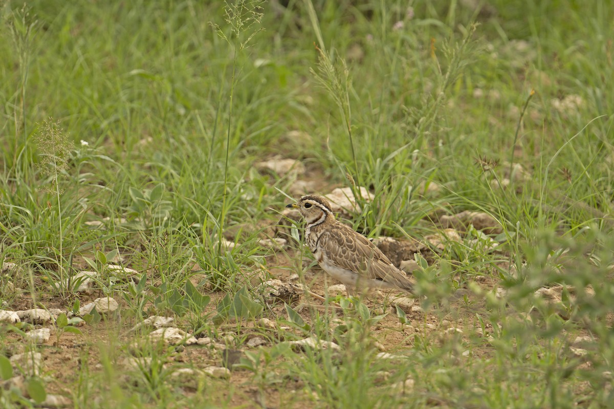 Three-banded Courser - ML571337881