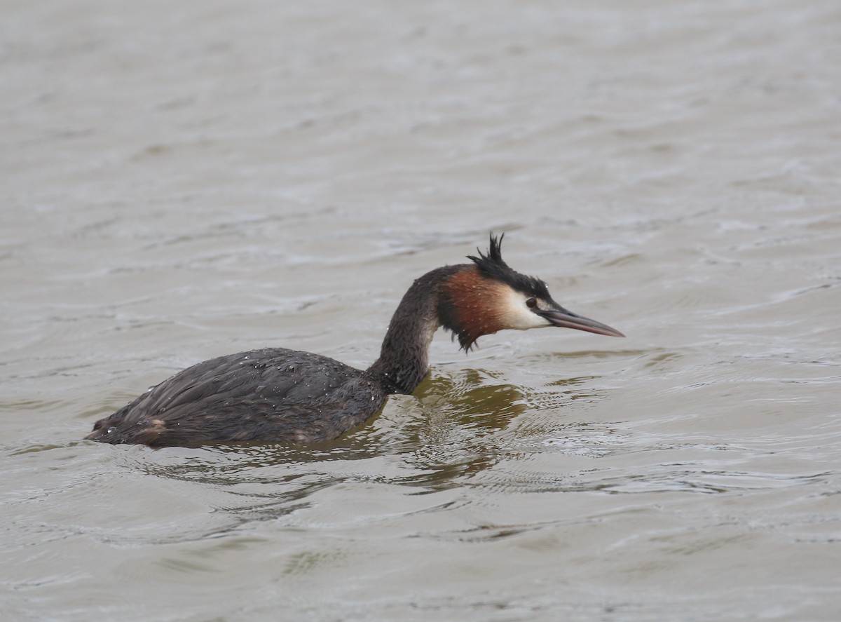 Great Crested Grebe - ML571338971