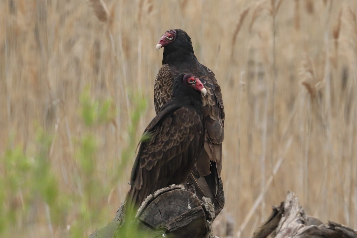 Turkey Vulture - ML571342351