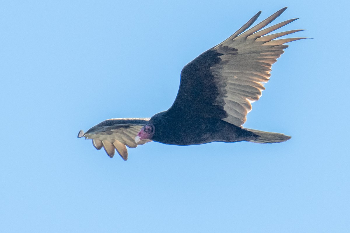 Turkey Vulture - Jeff Bleam