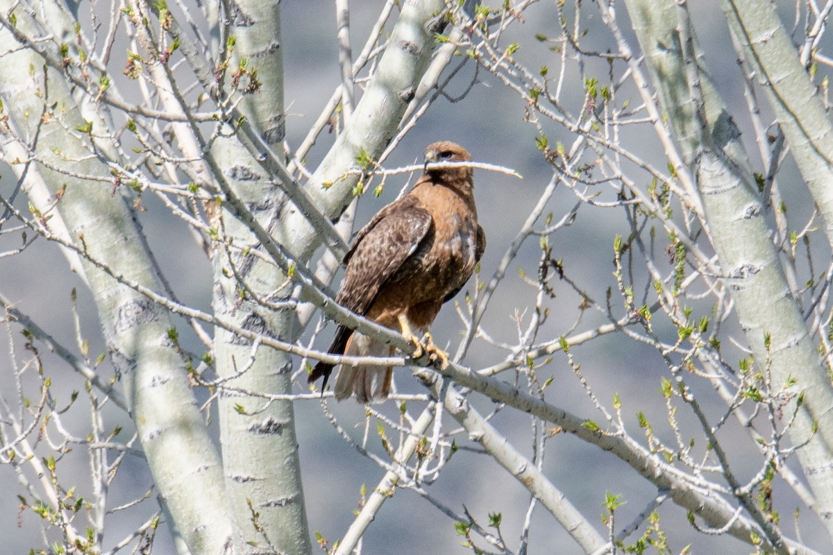 Red-tailed Hawk - ML571349811