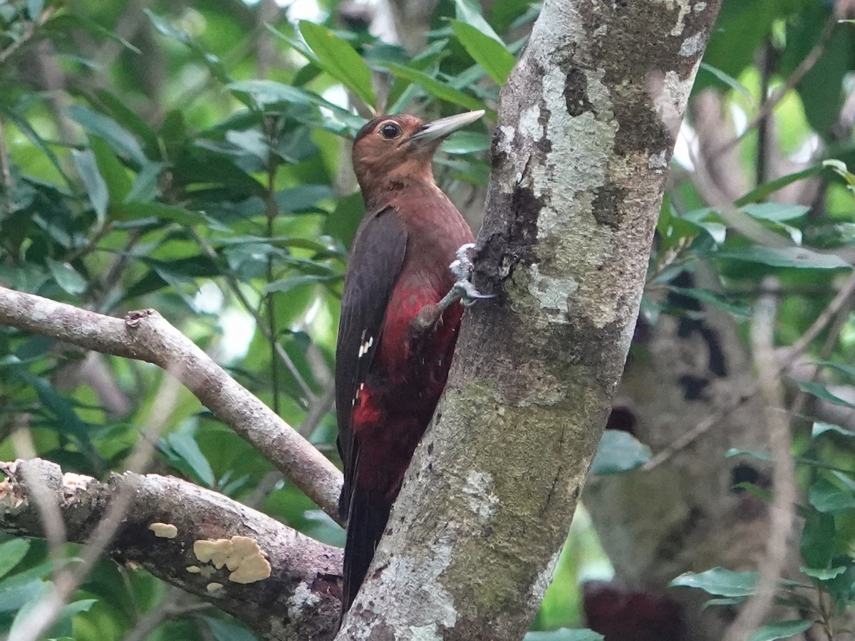 Okinawa Woodpecker - ML571352091