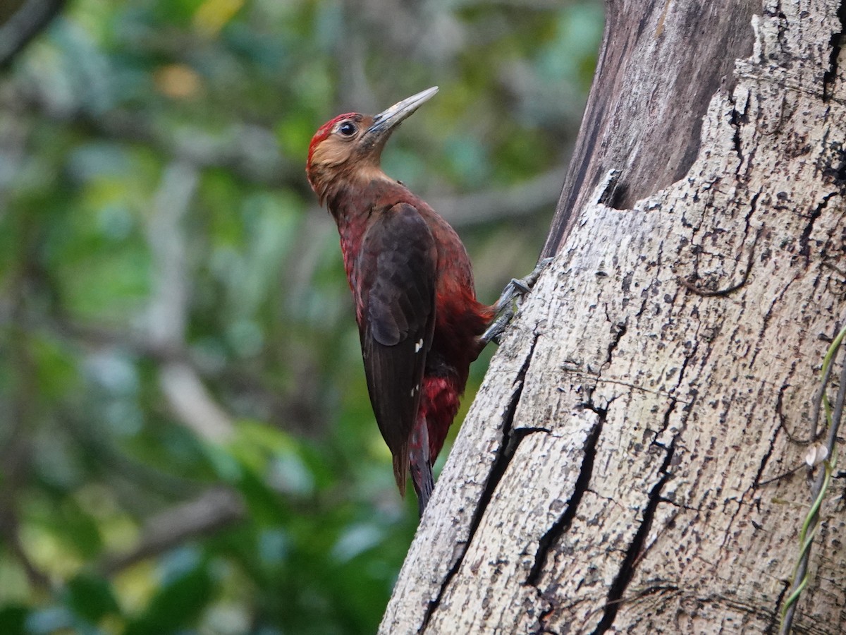 Okinawa Woodpecker - ML571352101