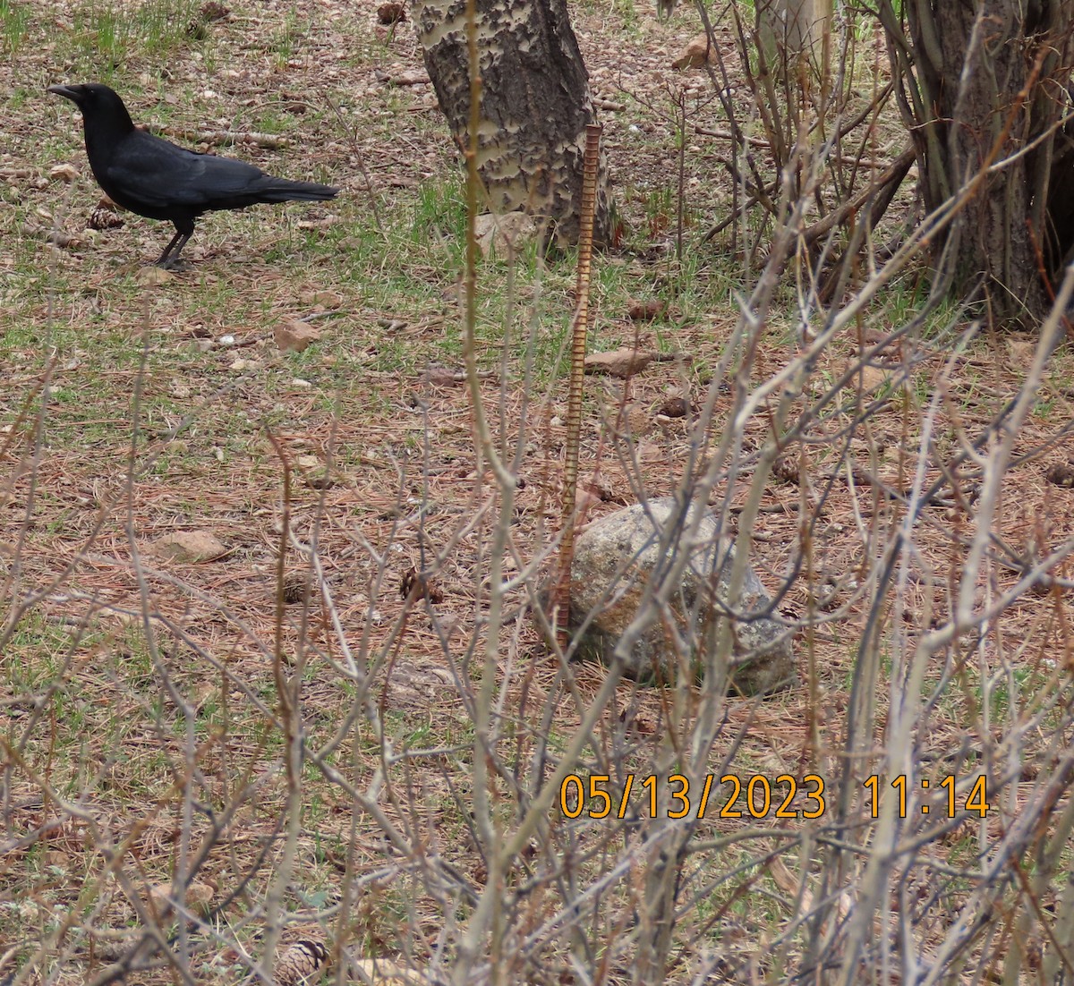 American Crow - ML571353241