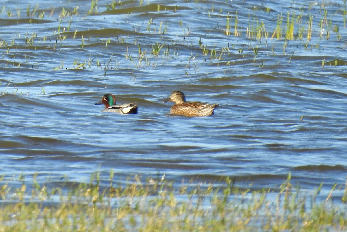 Green-winged Teal - ML571364731
