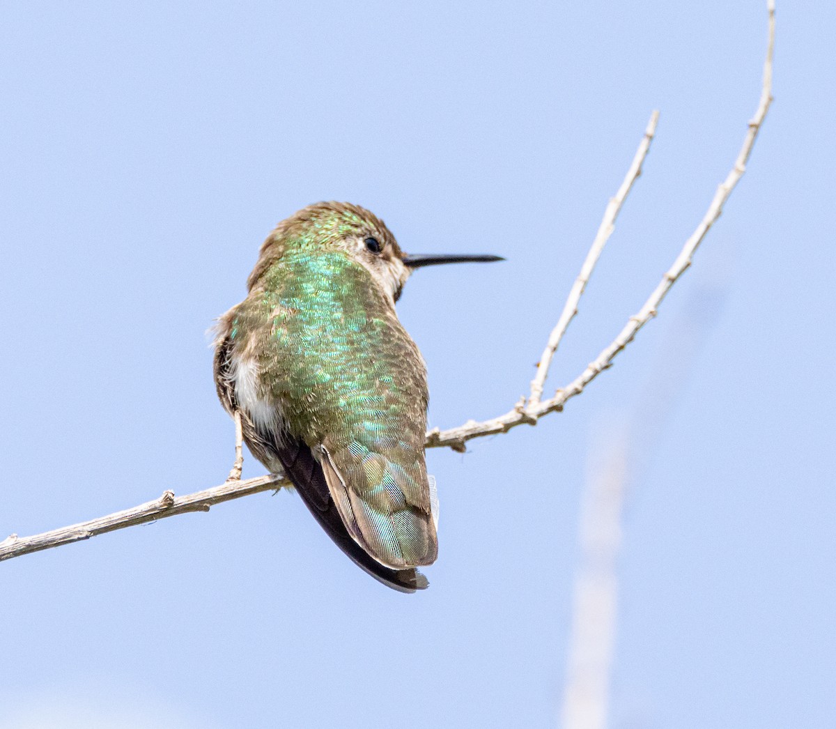 Anna's Hummingbird - Ben  Valdez