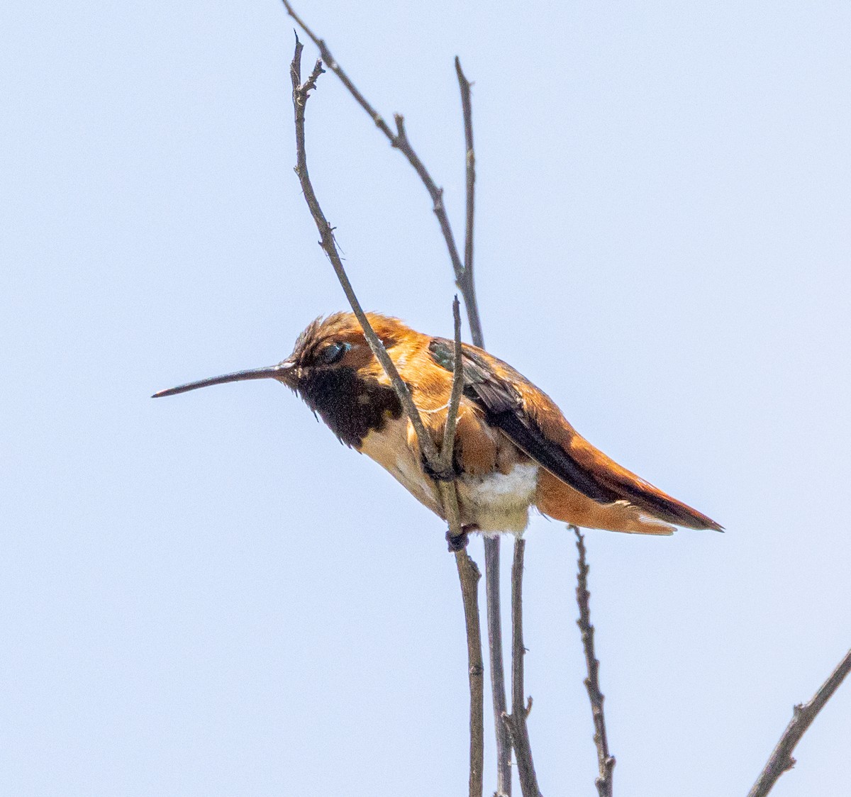 Allen's Hummingbird - ML571366601