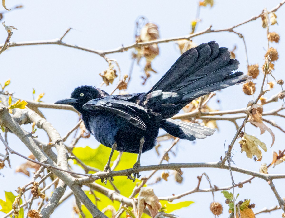 Great-tailed Grackle - ML571367111