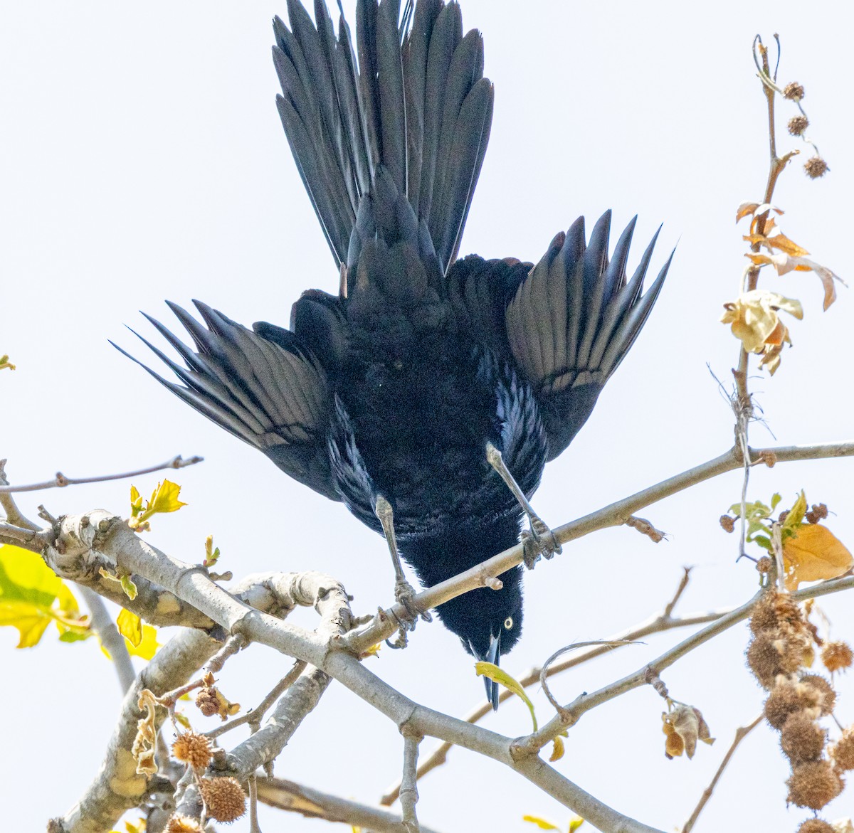 Great-tailed Grackle - ML571367131