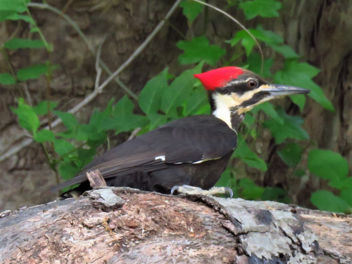 Pileated Woodpecker - ML571371131