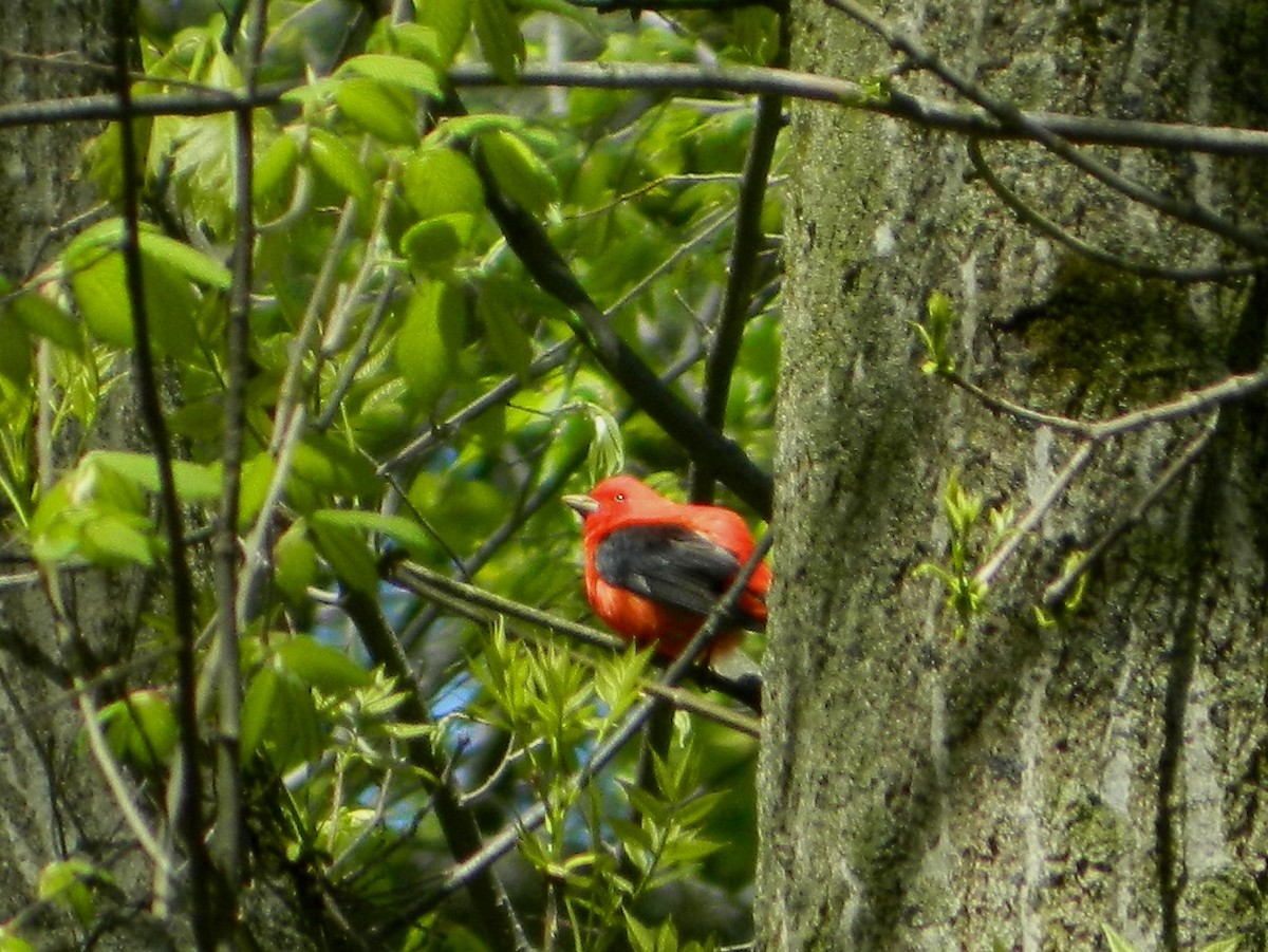 Scarlet Tanager - ML57137701