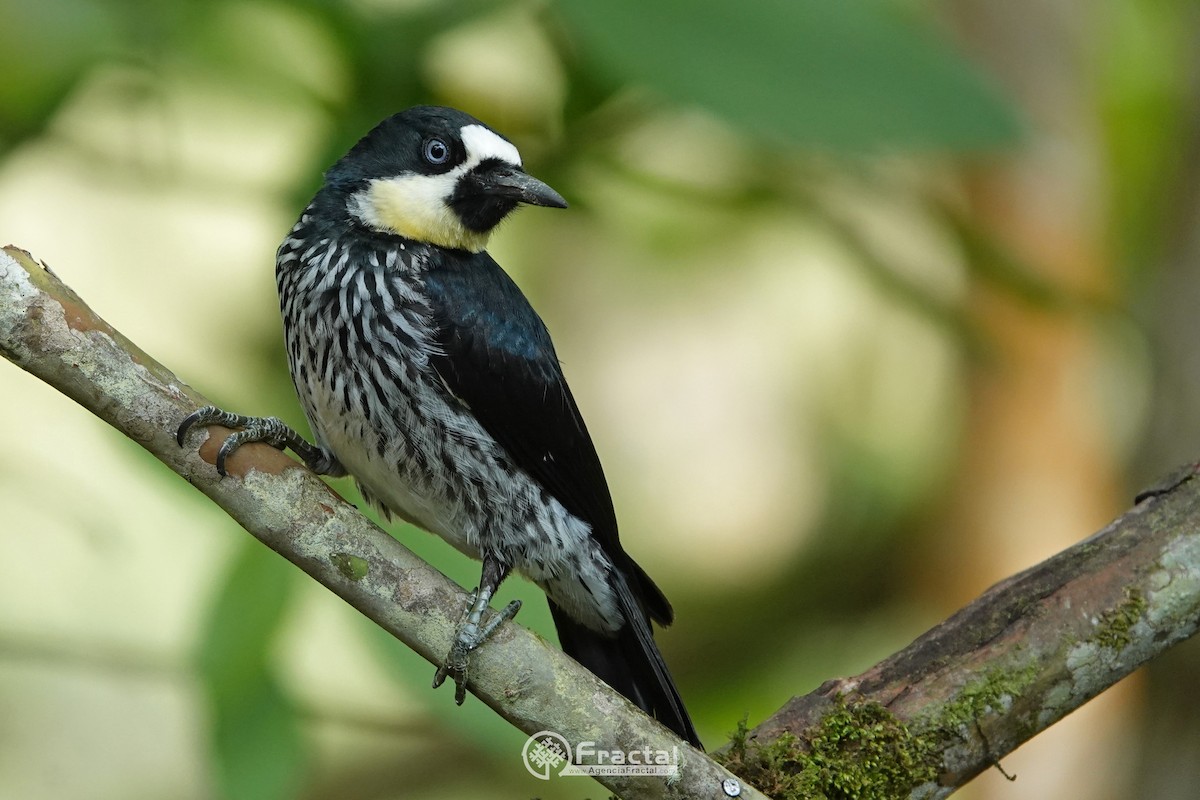 Acorn Woodpecker - ML571380071