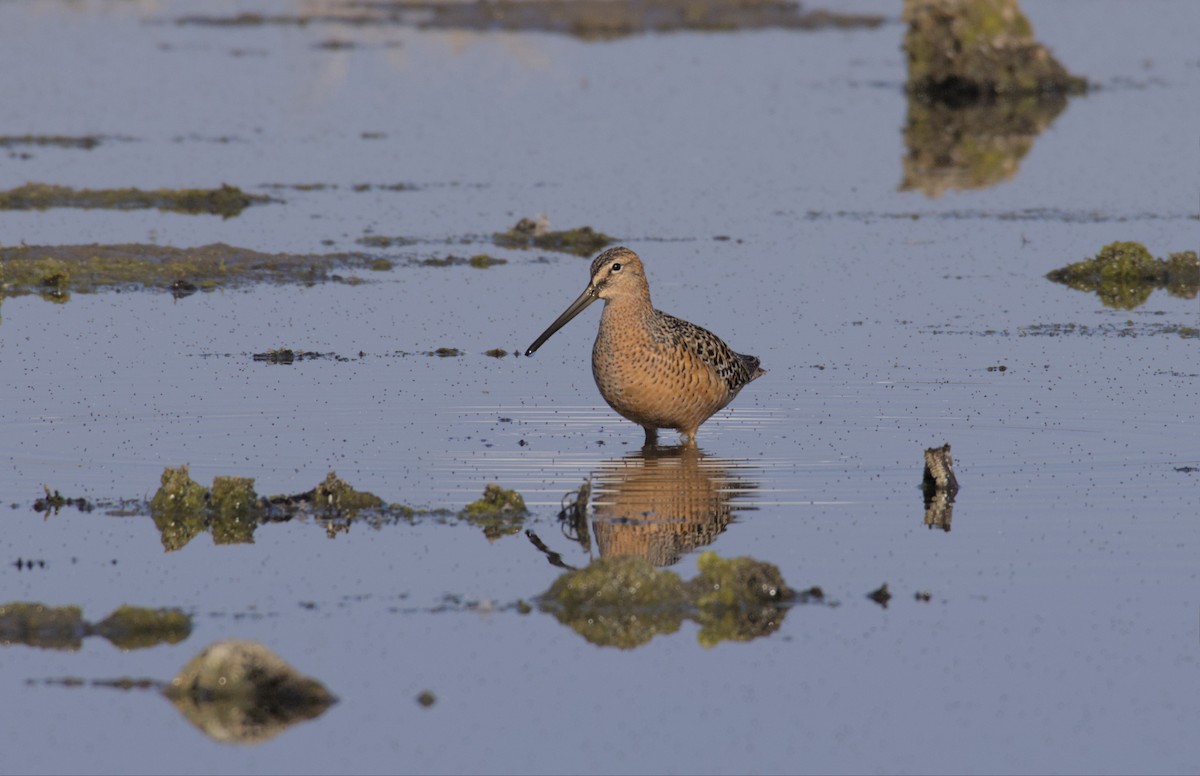 Long-billed Dowitcher - ML571380091