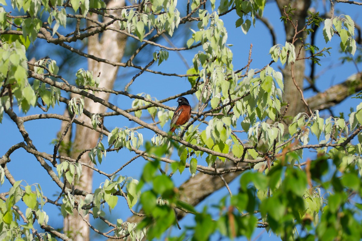 Orchard Oriole - ML571383391