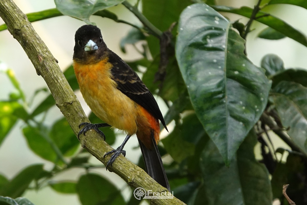 Flame-rumped Tanager - ML571383521