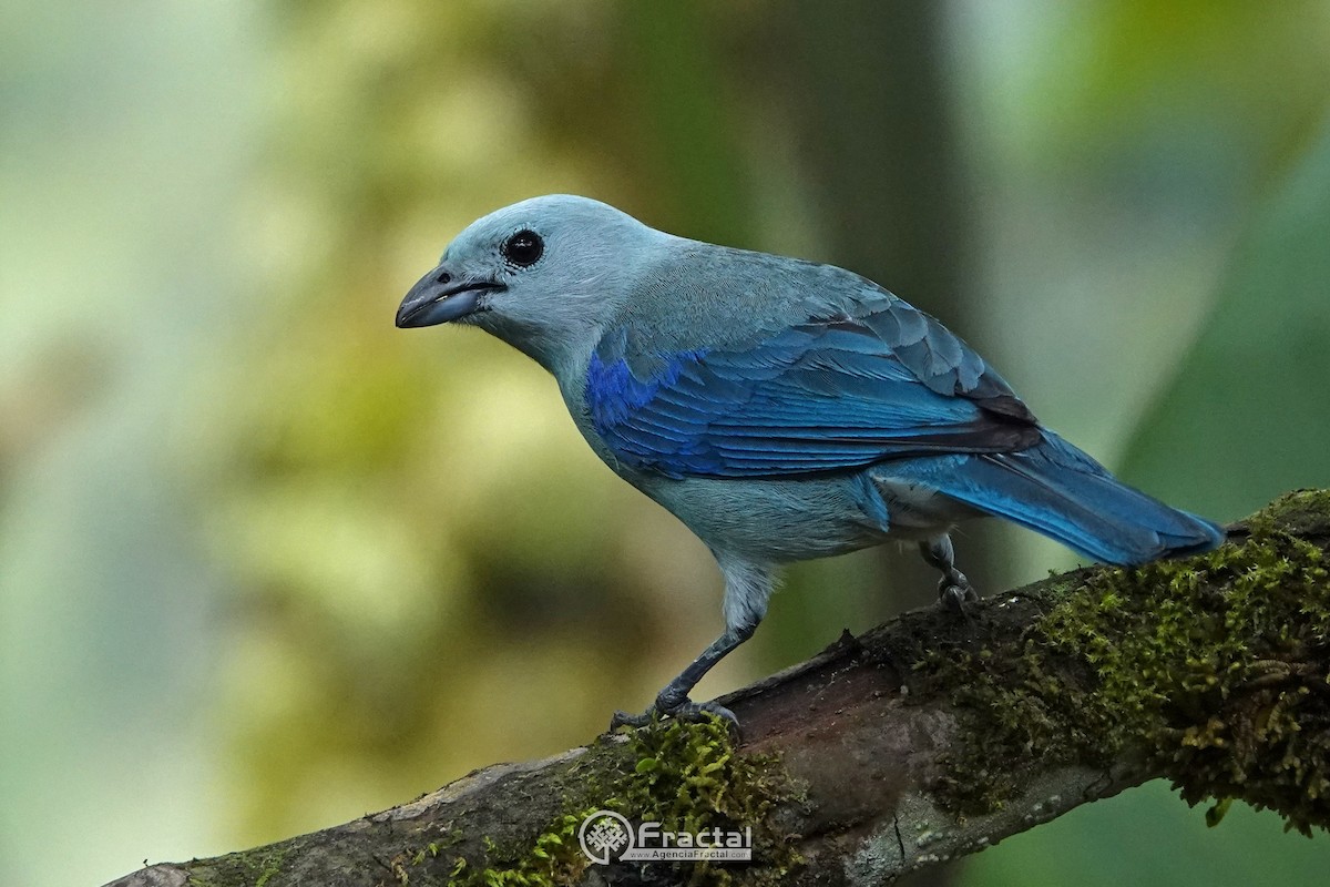 Blue-gray Tanager - ML571383741