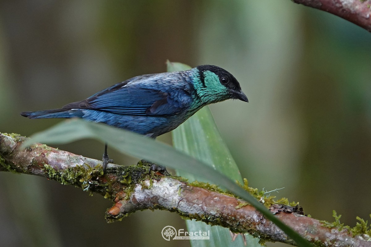 Black-capped Tanager - ML571384241