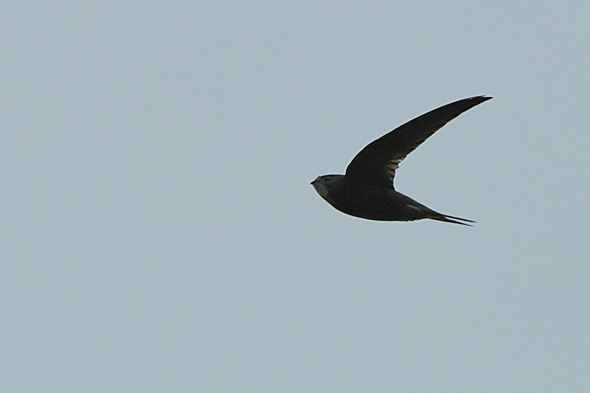 Common Swift - Seán Holland