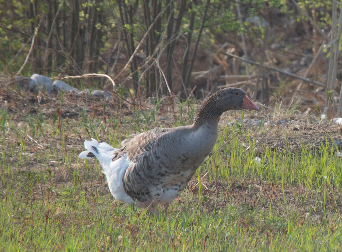 Graylag Goose (Domestic type) - ML571390691