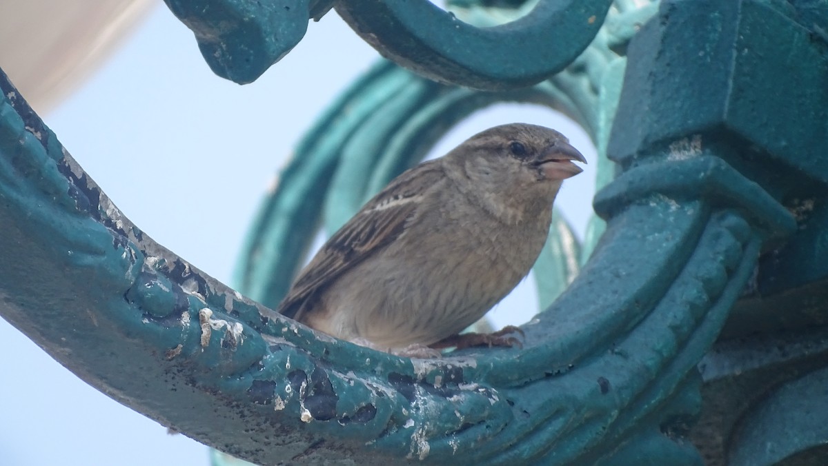 House Sparrow - ML571397041