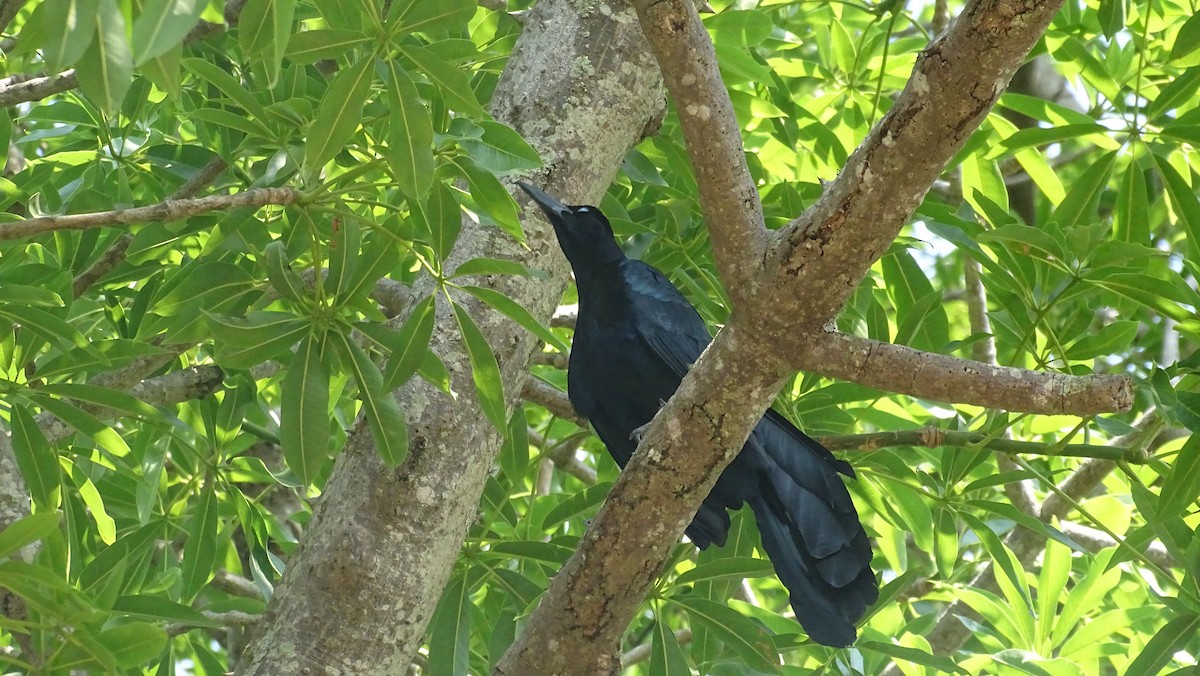 Great-tailed Grackle - ML571397691
