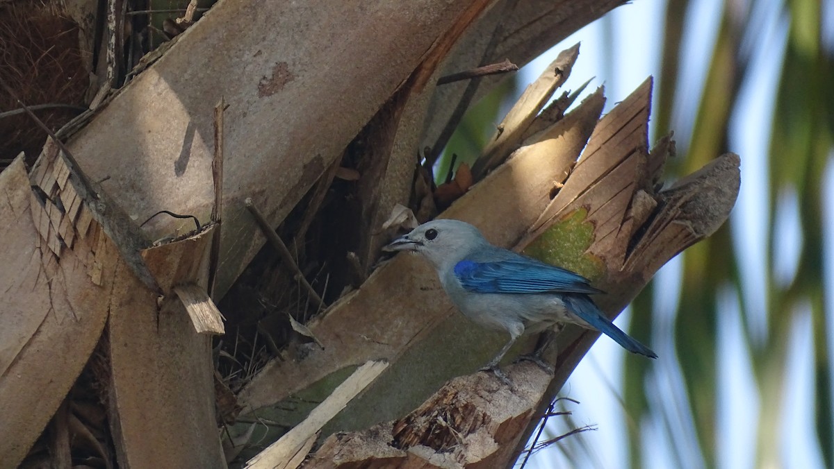 Blue-gray Tanager - ML571397891