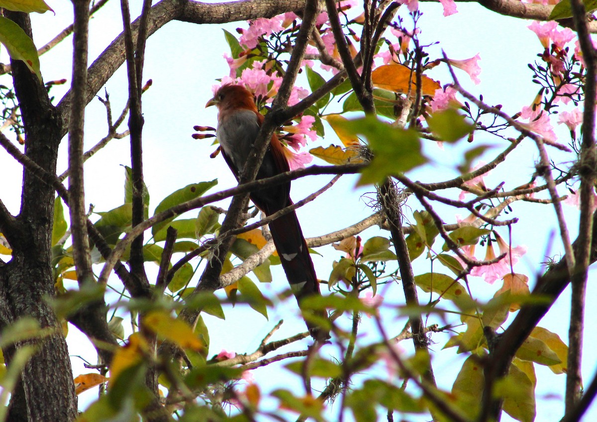 Squirrel Cuckoo - ML571398601