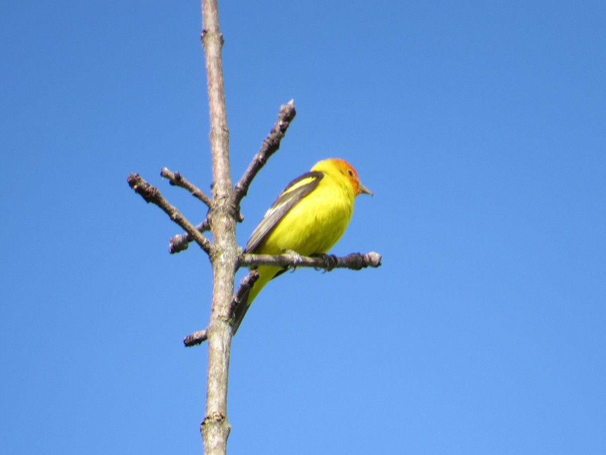 Western Tanager - Vickie Buck