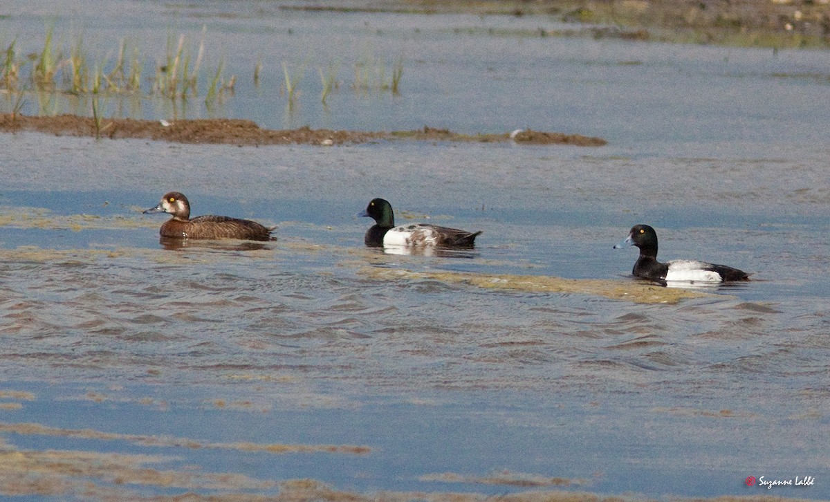 Greater Scaup - ML57139991