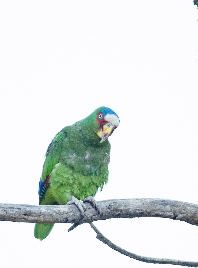 White-fronted Parrot - ML571401291