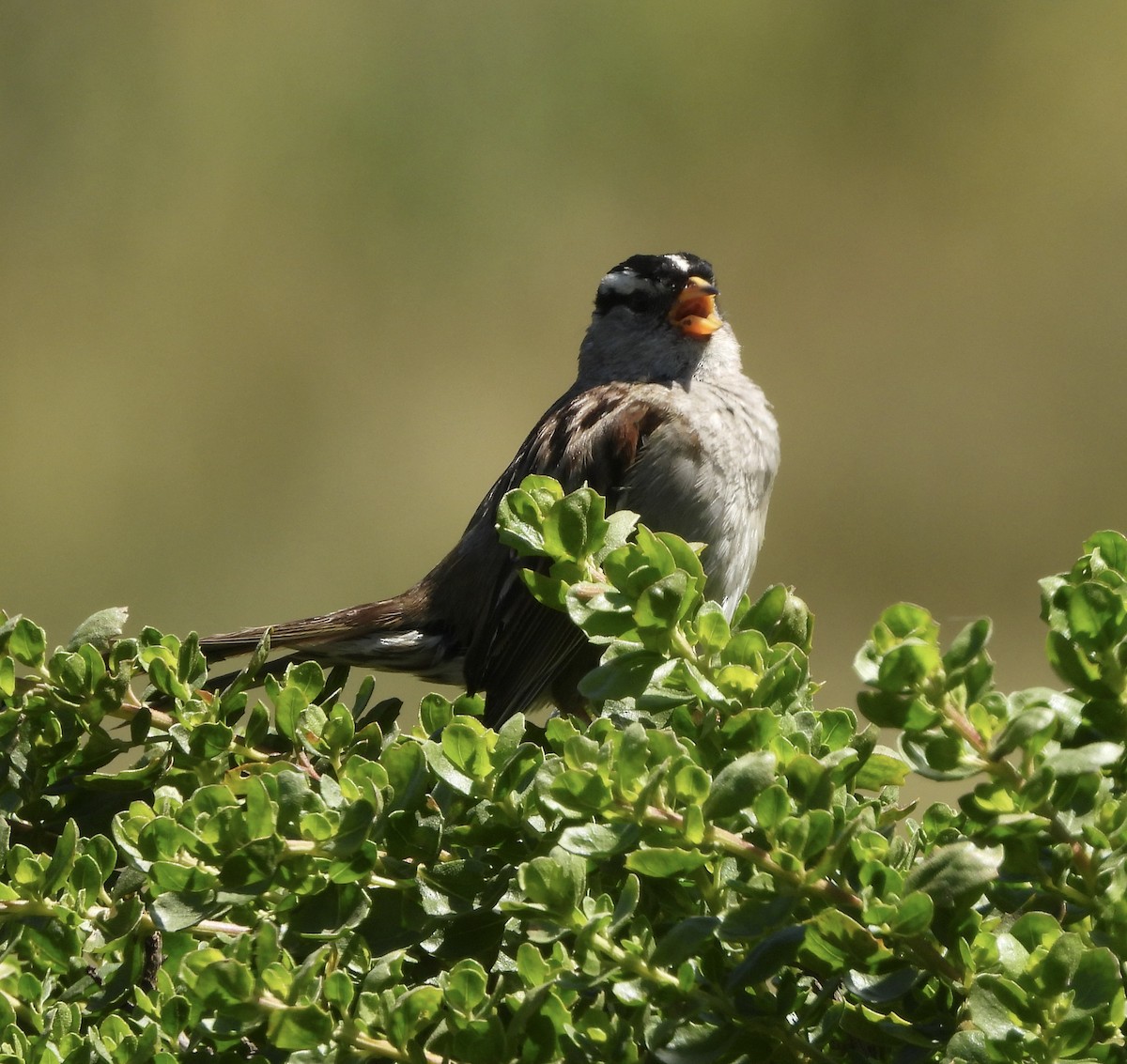 White-crowned Sparrow - ML571402201