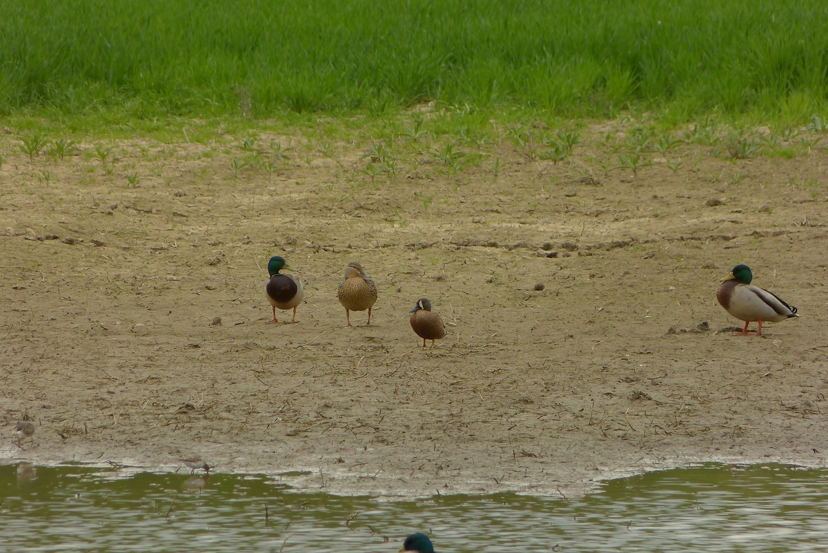 Blue-winged Teal - ML571402871