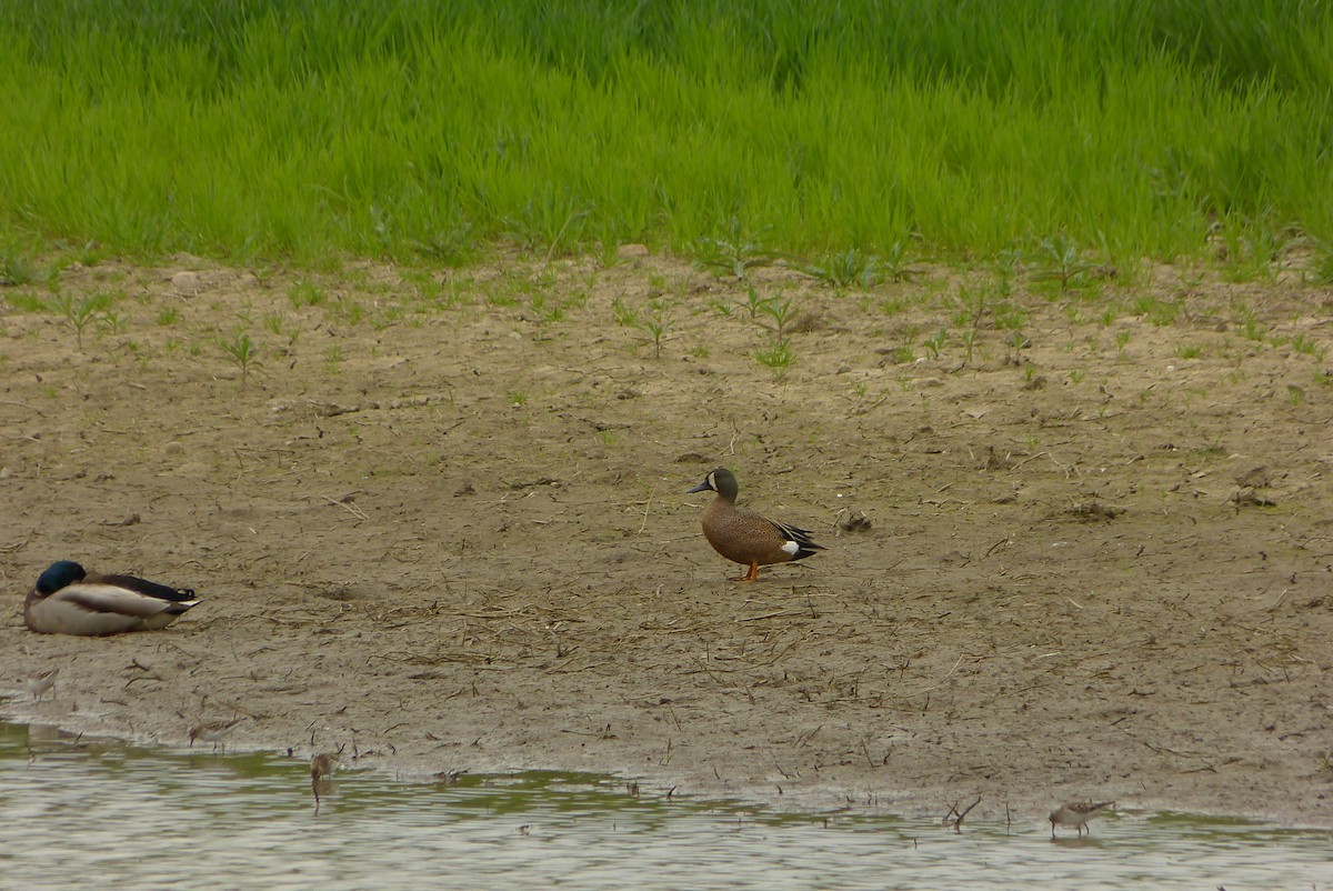 Blue-winged Teal - ML571402991