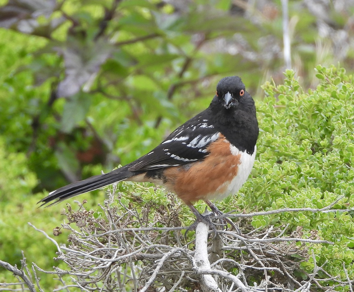 Spotted Towhee - ML571404041