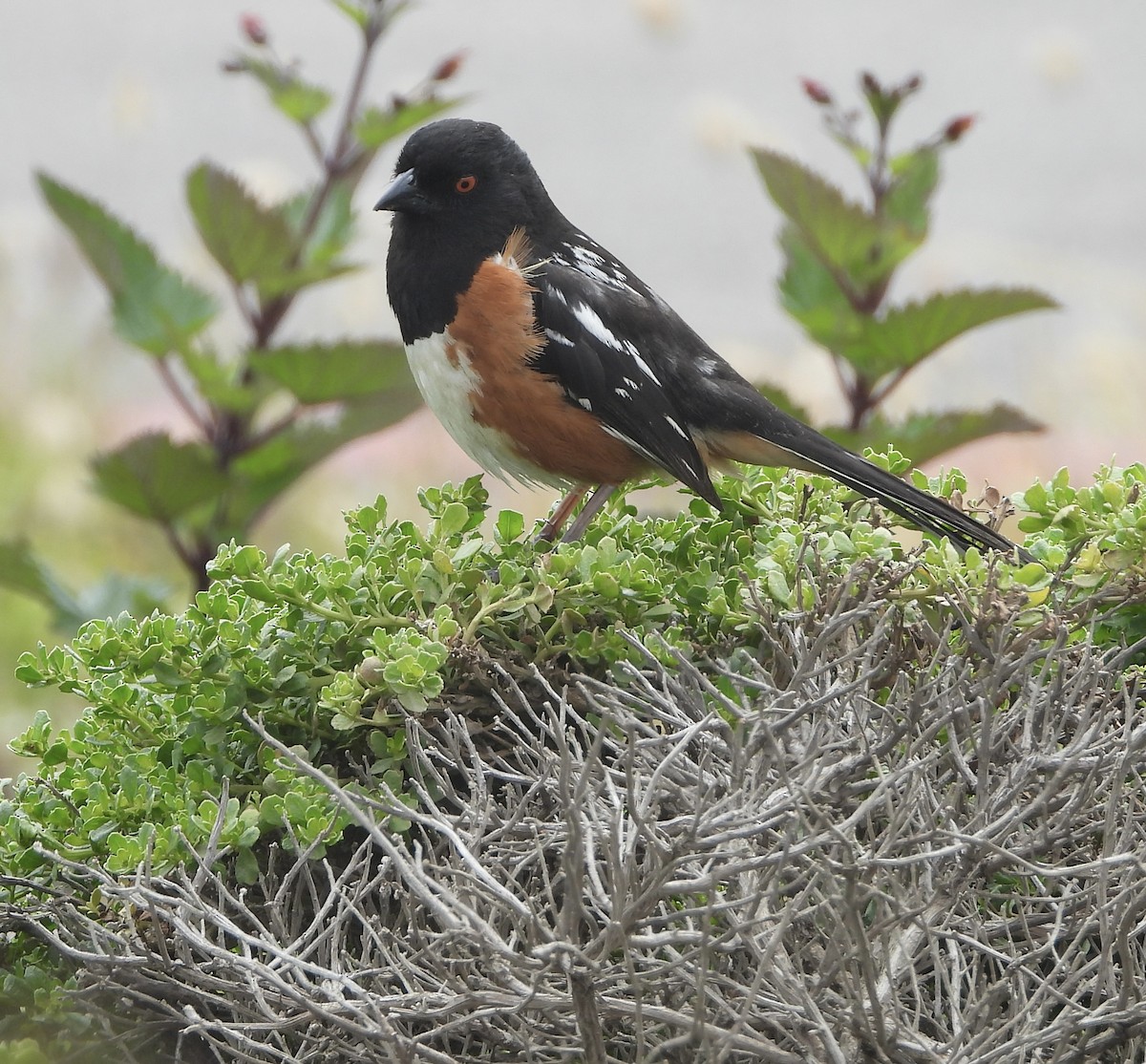Spotted Towhee - ML571404131