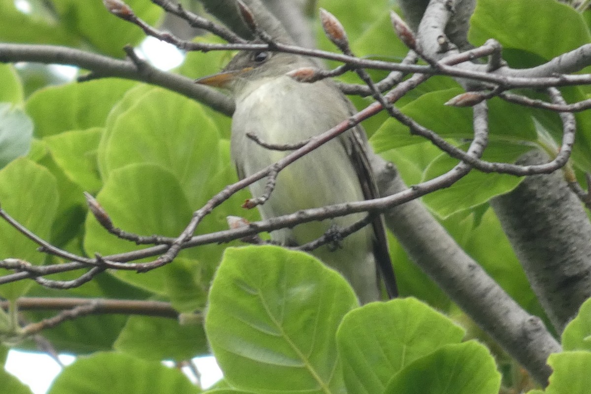 eBird Checklist - 13 May 2023 - Owls Head Park - 36 species