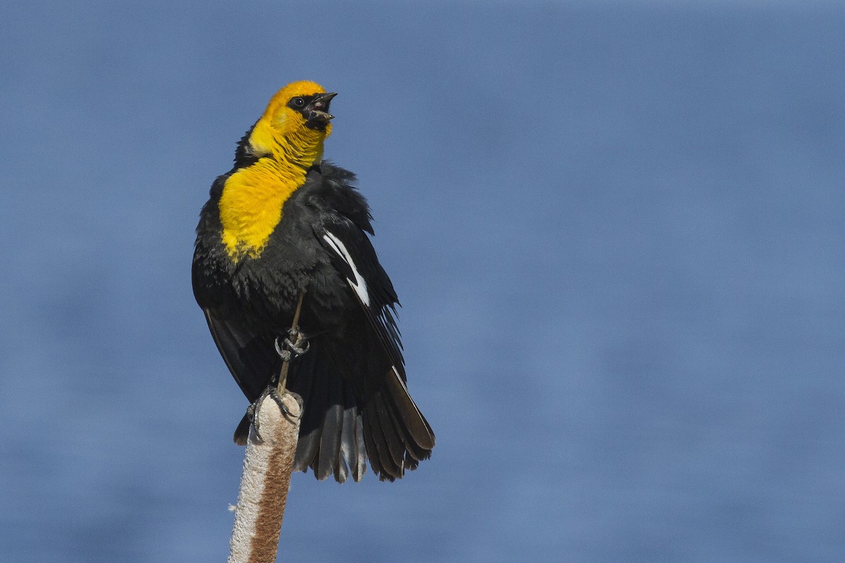Yellow-headed Blackbird - ML57141071