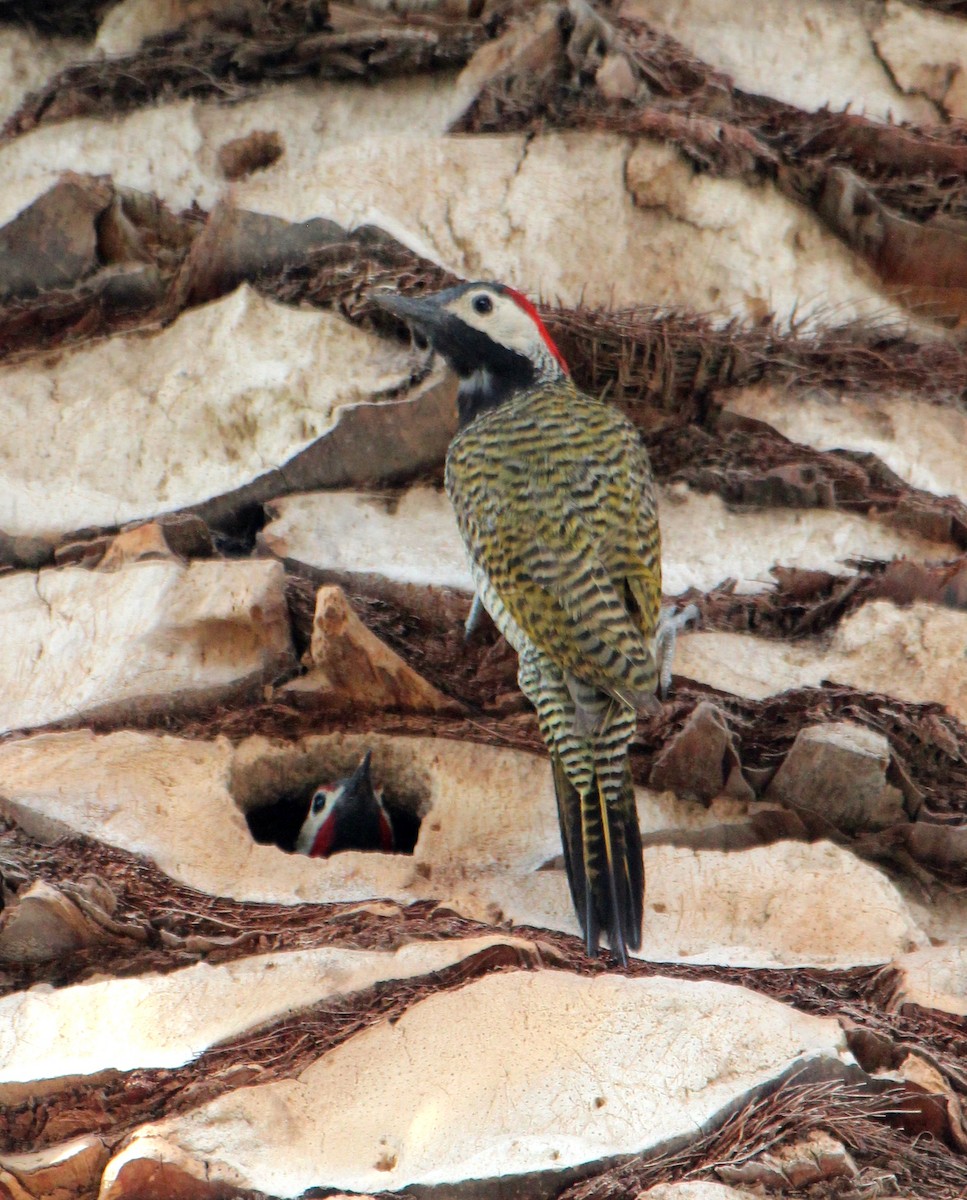 Black-necked Woodpecker - ML571410781