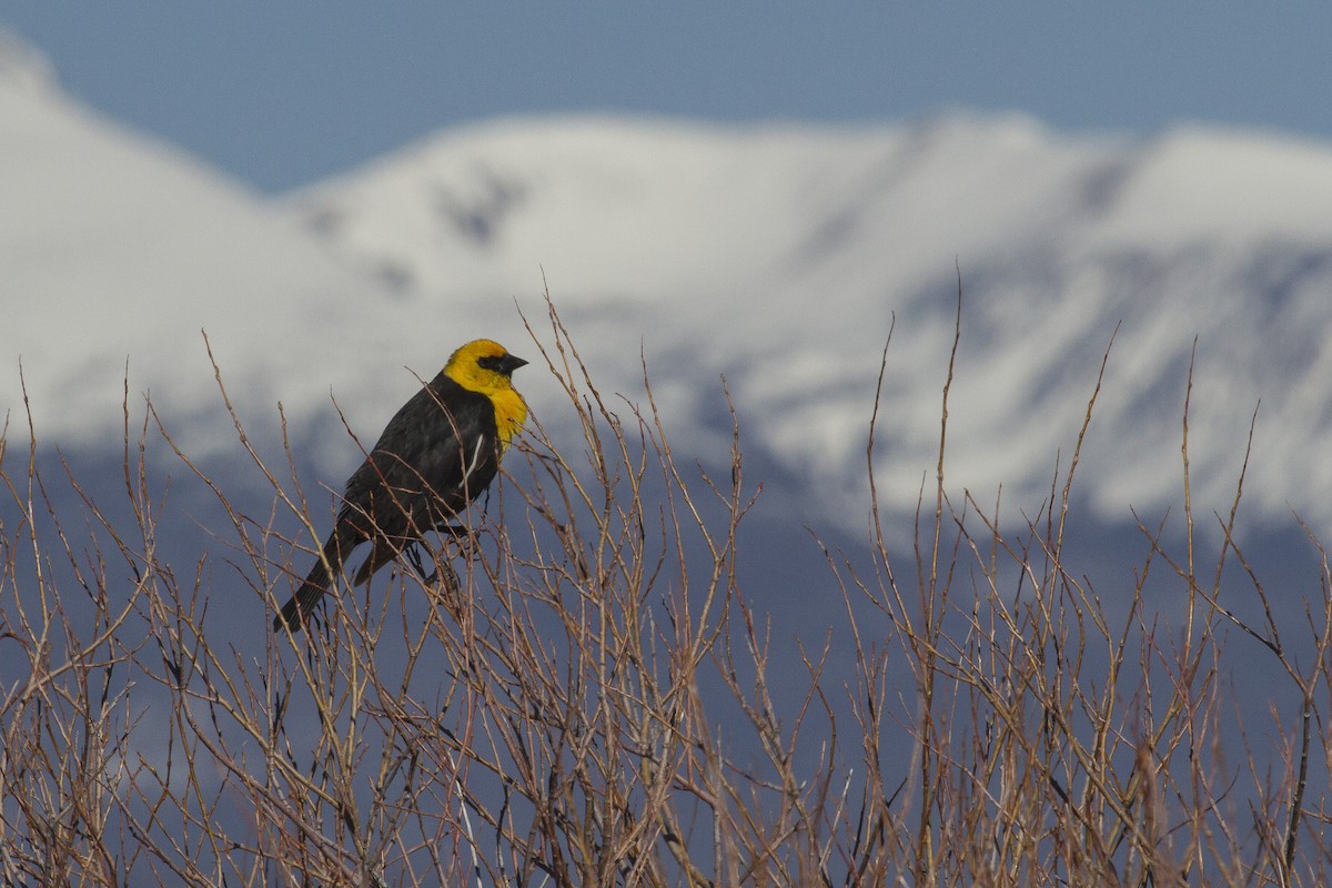 Yellow-headed Blackbird - ML57141121