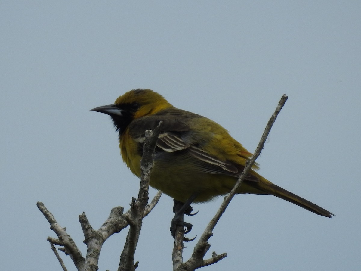 Orchard Oriole - ML571411591