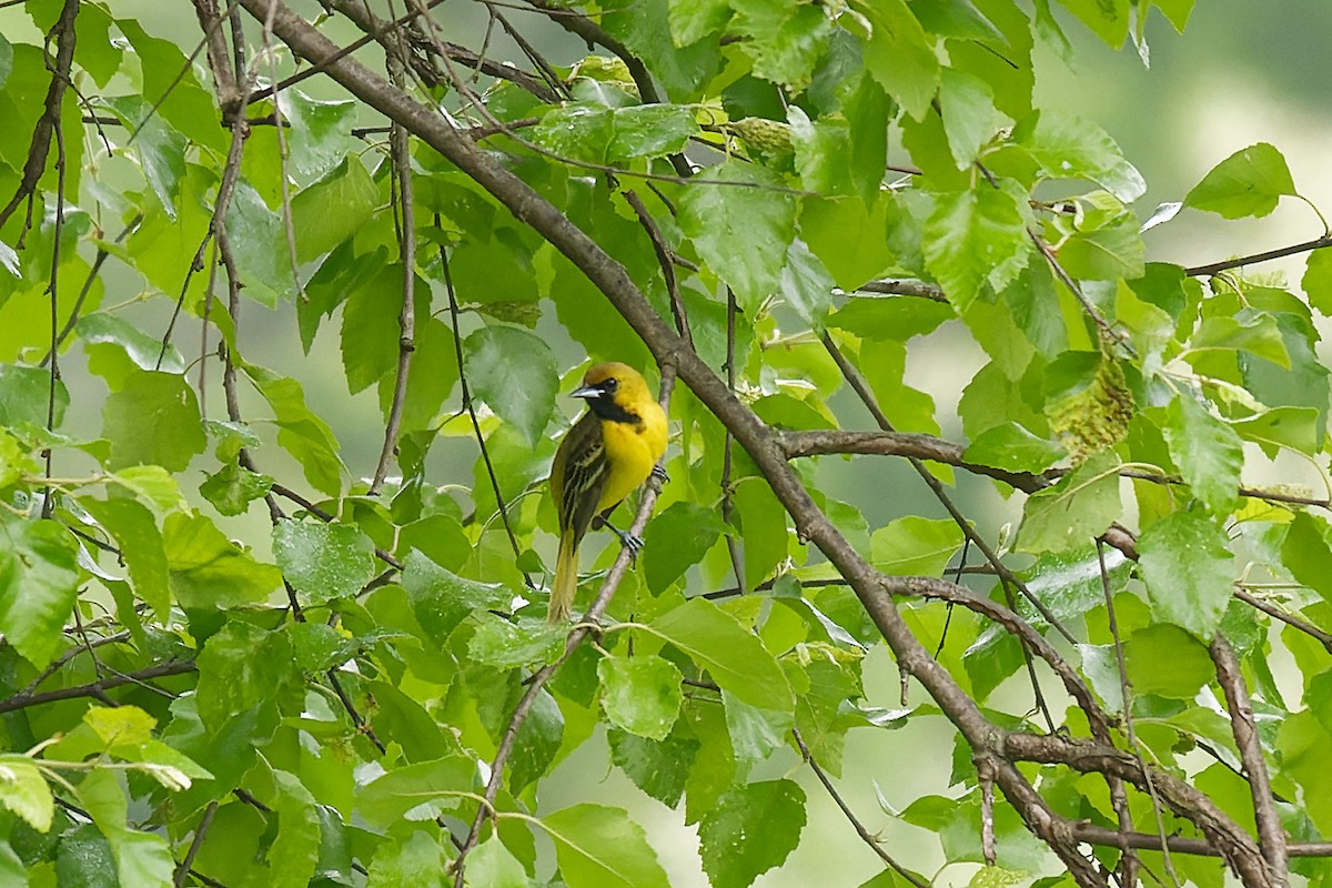 Orchard Oriole - ML571413461