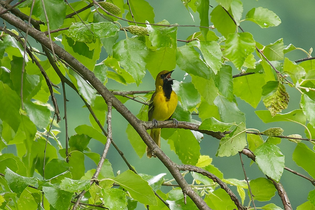 Orchard Oriole - ML571413561