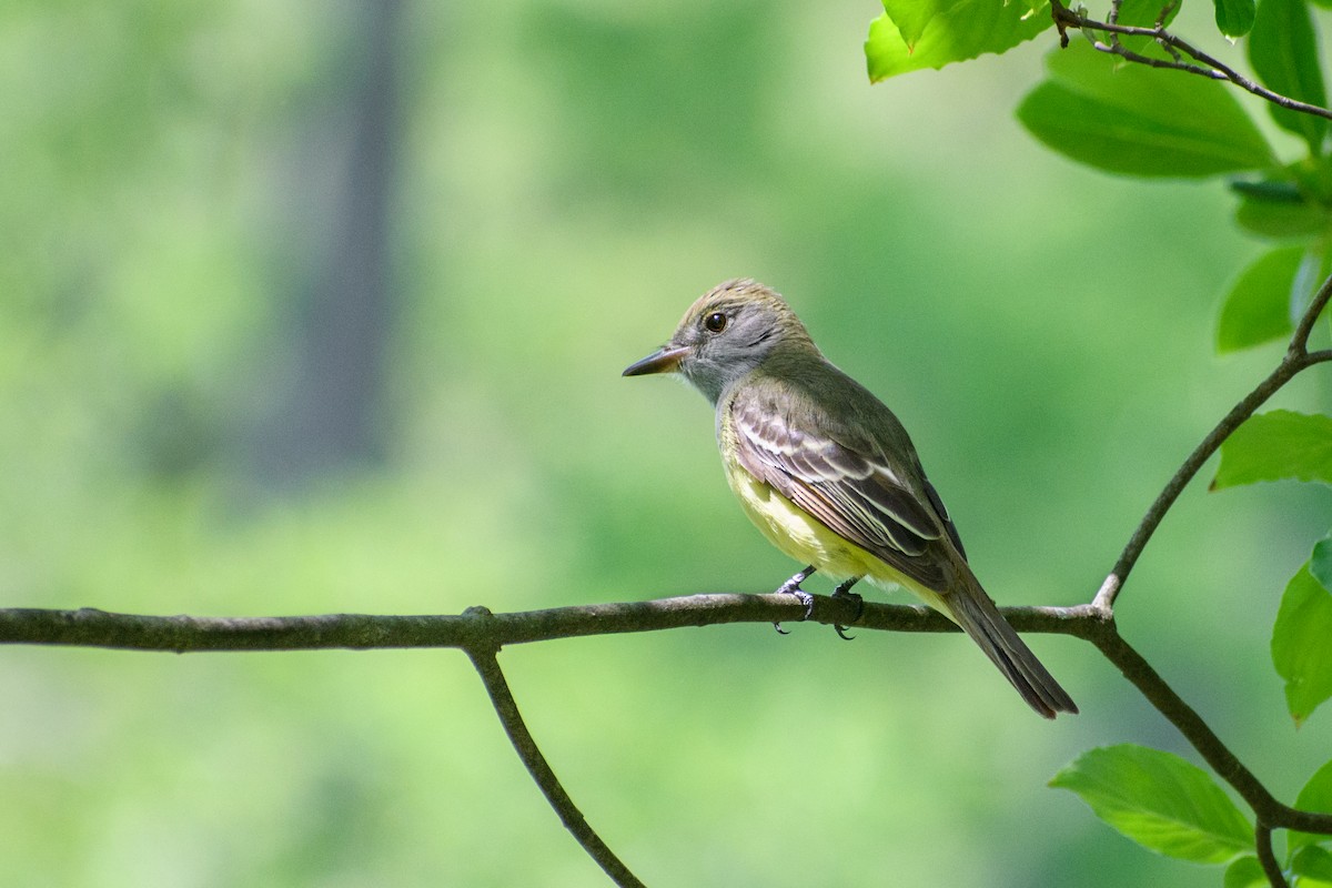 Great Crested Flycatcher - ML571428381